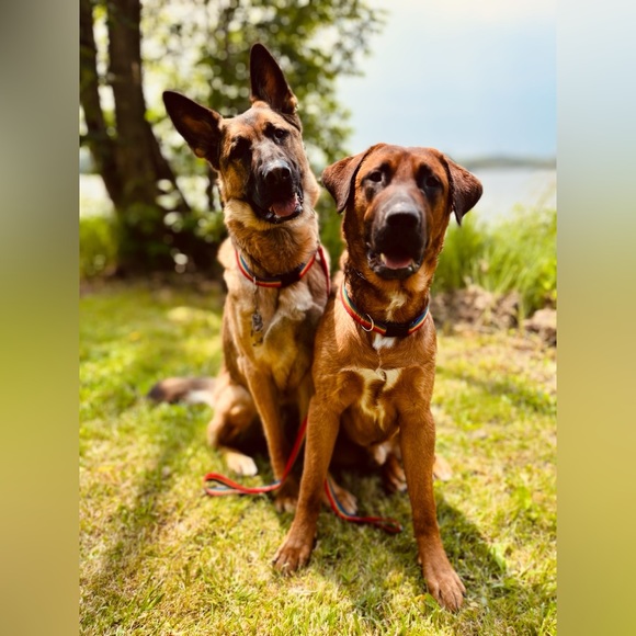 Repurposed Denim Dog Collar- Levi’s, Levi Strauss Dog Collar, One of a kind - Picture 11 of 16